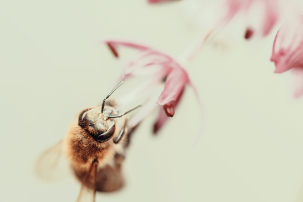 Fotografia makro z Gathering pyłek z Allium fioletowy kwiat - Zdjęcie, obraz