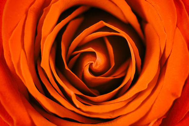 Romantikus piros rózsa belső absztrakt - Fotó, kép