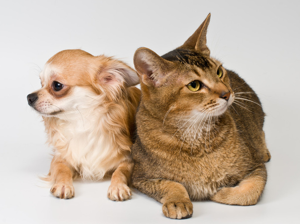 Cat and chihuahua in studio - 写真・画像