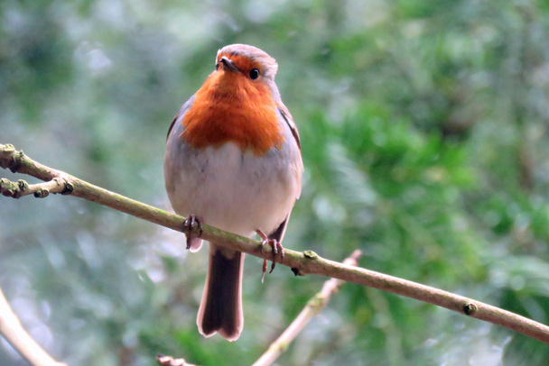 A British Robin - Photo, Image