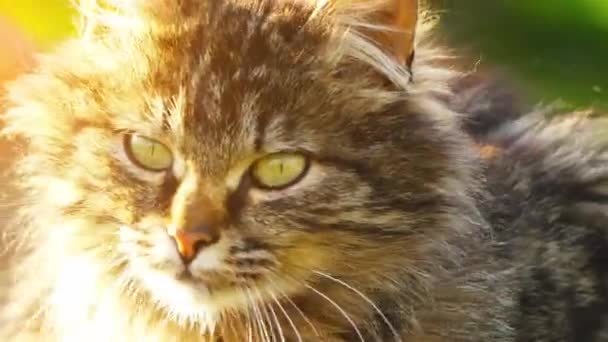 Kabarık kedi büyük bir ağaç kütüğü üzerinde oturuyor. Evcil kedi veya yabani kedi (Felis silvestris catus) küçük, tipik kürklü, etobur memeli. - Video, Çekim