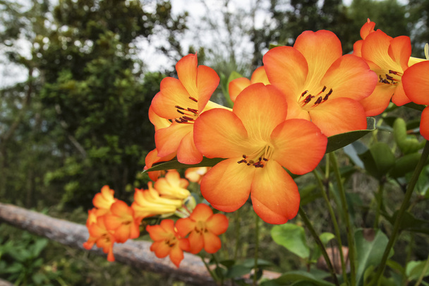 Red orange ground orchids - Photo, Image