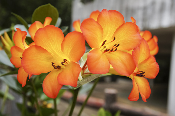 Vörös narancs földi orchideák - Fotó, kép