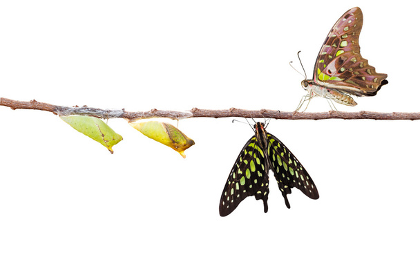 Isolated tailed jay butterfly with chrysalis and mature on white - Photo, Image
