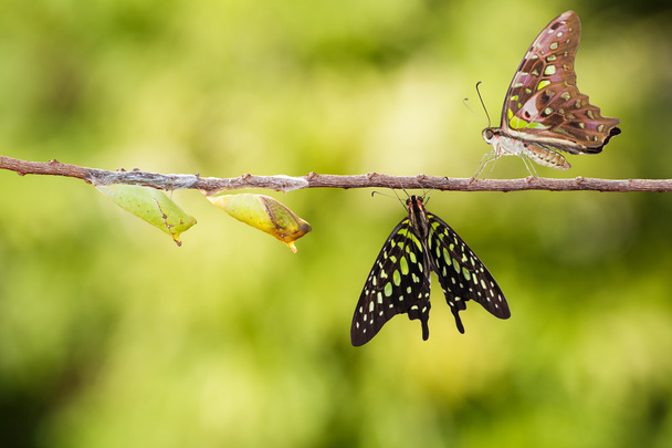 Isolato coda ghiandaia farfalla con crisalide e maturo su bianco
 - Foto, immagini