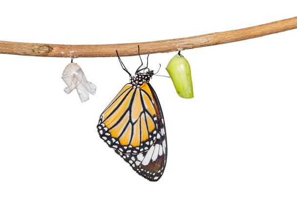 Изолированная обыкновенная тигровая бабочка, выходящая из куколки, висящей на ней
 - Фото, изображение