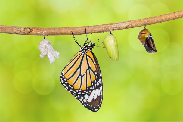 Papillon tigre commun émergeant de la chrysalide accrochée aux rameaux
 - Photo, image