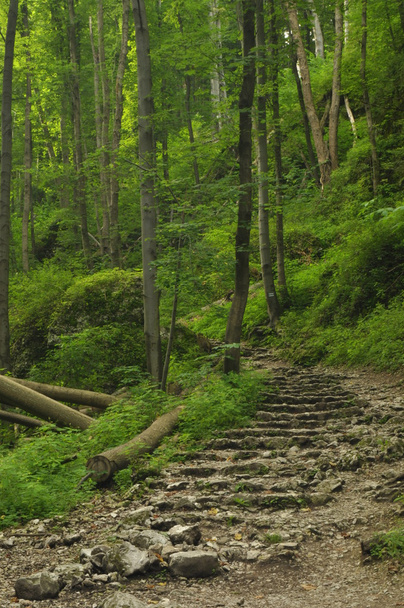 Trilho de caminhada nas montanhas. Caminho entre as rochas na floresta de faia. Turismo e recreação
. - Foto, Imagem