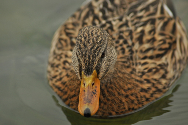 Mallard Duck. Pájaro salvaje flotando en el lago. Retrato del animal
. - Foto, imagen