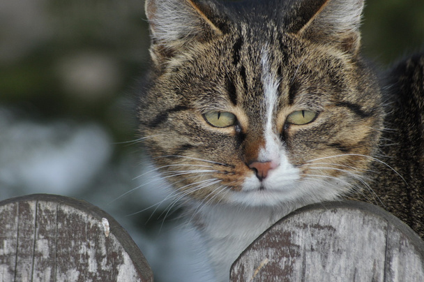 Gato sentado na cerca. Caça para o mouse e descanso
 - Foto, Imagem