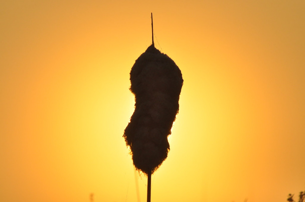 Водные дубинки. Wiatr. Семена, принесенные солнцем на водно-болотных угодьях
. - Фото, изображение