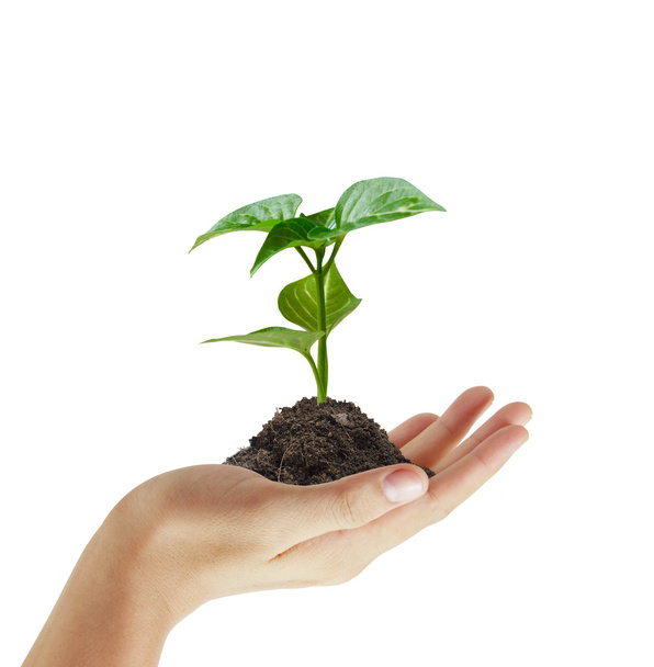 Planta verde em uma mão
 - Foto, Imagem
