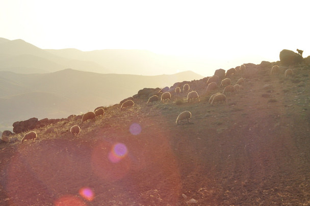 verbrauchte Schafe von der Weide. Zurück zum Köder. Wolltiere - Foto, Bild