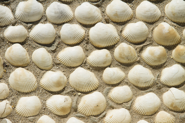 pared de conchas de mar
. - Foto, imagen