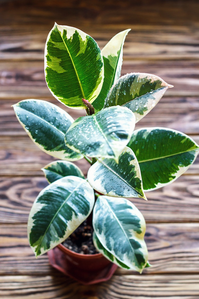 Potted ficus elastica plant, on a wooden background, closeup, selectiv focus. Urban gardening, home planting. Ficus tree houseplant. Concept image for interior design. - Photo, Image