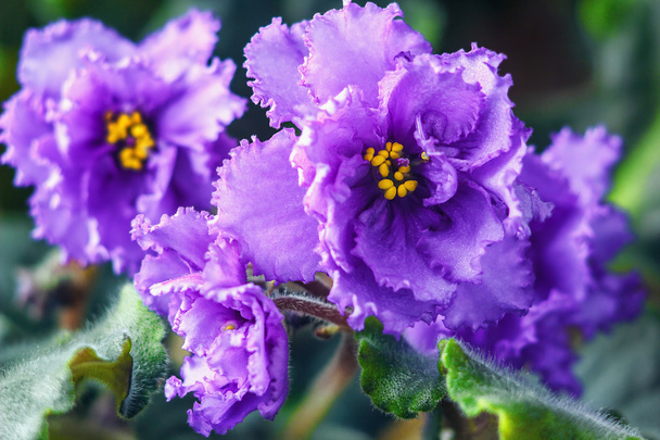 Violette africaine (saintpaulia ionantha violet) l'une des plantes d'intérieur les plus populaires au monde, des plantes compactes et à faible croissance fleurissent plusieurs fois par an
. - Photo, image