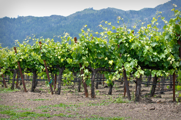 Rivit rypäleen viiniköynnösten Napa Valley California
 - Valokuva, kuva