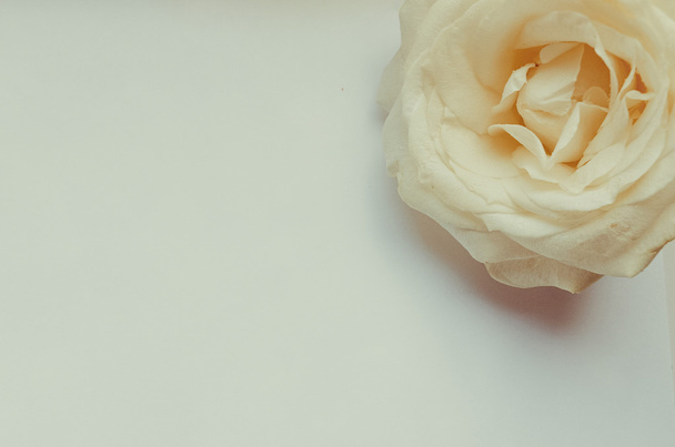 Тензерная белая роза
 - Фото, изображение