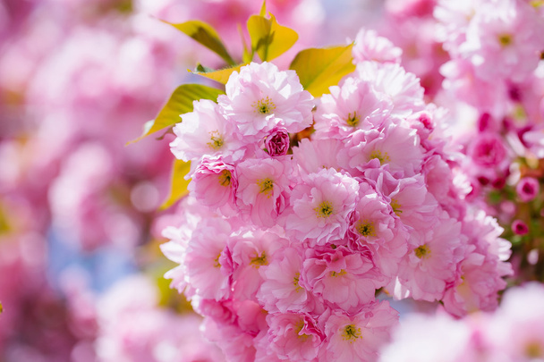 Pink flowers in blossom - Zdjęcie, obraz