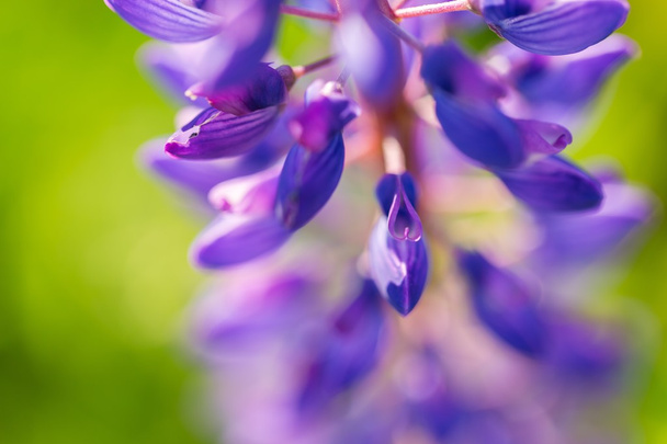 Όμορφη lupinus άγρια λουλούδια - Φωτογραφία, εικόνα