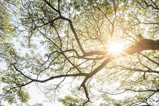 Sol brillando a través de las ramas de un gran árbol en el parque
 - Foto, Imagen