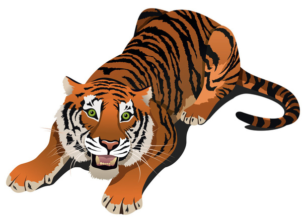 zúgó tigris - Vektor, kép