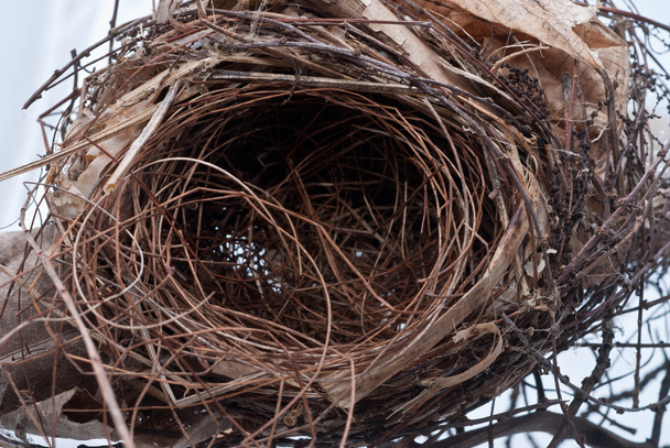 altes Nest - Foto, Bild