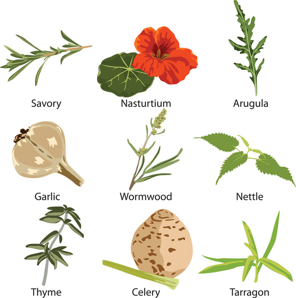 Set of different spices - Vector, Image