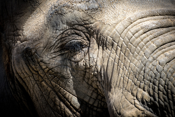 Oog van de Afrikaanse olifant (Loxodonta africana) - Foto, afbeelding