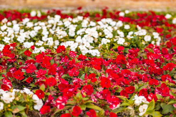 cama de flores de flores impacientes rojas y blancas
 - Foto, imagen