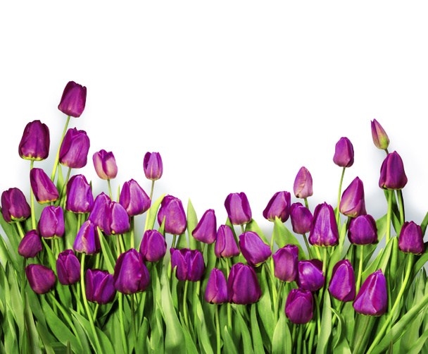 achtergrond met rode tulpen - Foto, afbeelding
