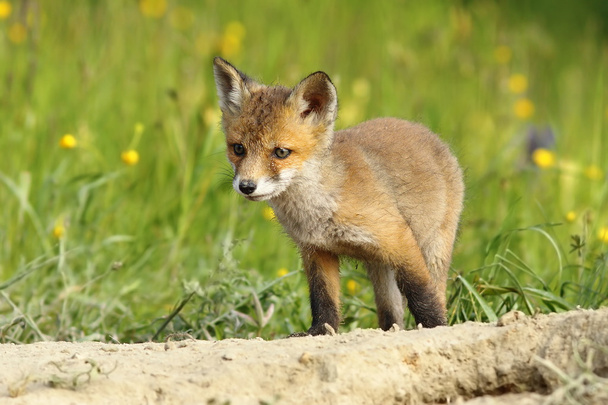 cute little fox cub - Photo, Image
