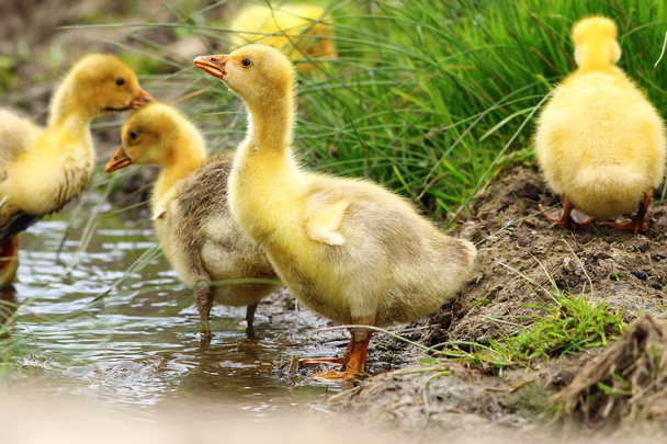 mignon jaune gosling
 - Photo, image