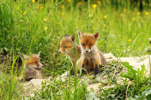 cubs αλεπού κοντά σε κρησφύγετο - Φωτογραφία, εικόνα