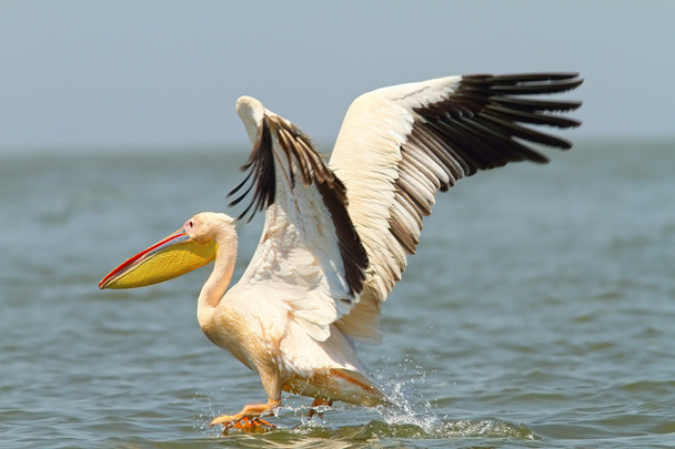 grande pelicano tomando forma de voo superfície da água
 - Foto, Imagem