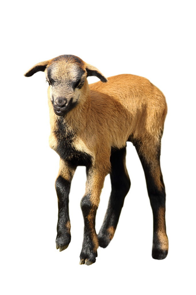 isolated goat kid - Photo, Image