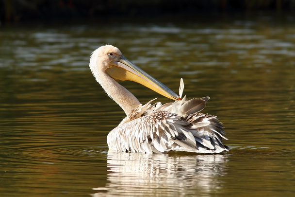 juvenil grande pelicano na lagoa
 - Foto, Imagem