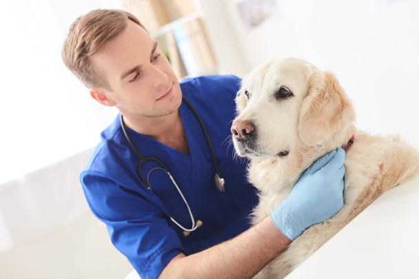 Professional young veterinarian examining state of pet - 写真・画像