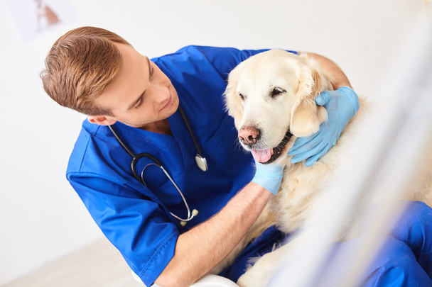 Cheerful young vet is examining a puppy - Photo, image