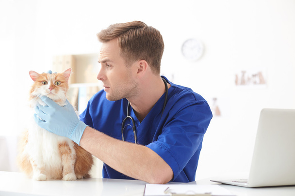 Skillful young veterinarian doing checkup of pet - Foto, immagini
