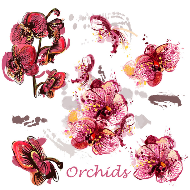 Vector set of orchids drawn in watercolor style - Vecteur, image