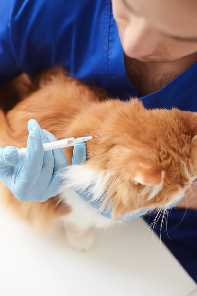Skillful male veterinarian making injection to animal - 写真・画像