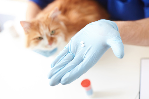 Professional vet presenting medication for animal - 写真・画像