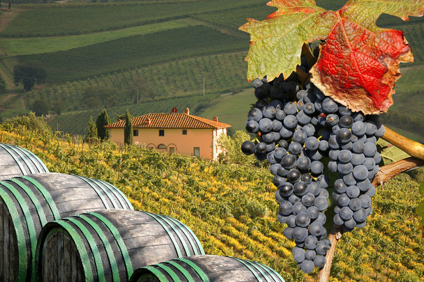 Виноградник в Кьянти, Тоскана, Италия, знаменитый пейзаж
 - Фото, изображение