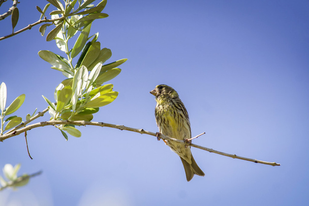Gorrión hembra pequeño sentado y cantando en una rama en una aceituna
 - Foto, Imagen