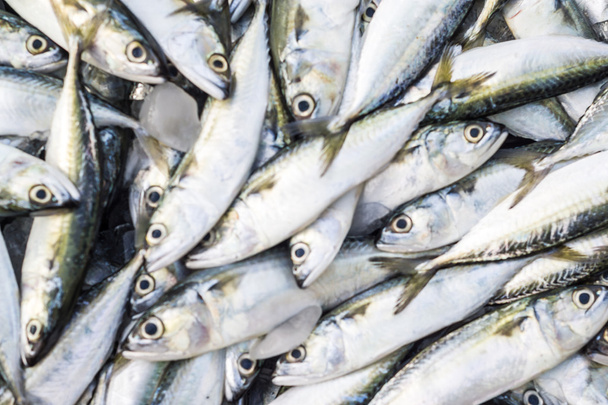 Friss nyers makréla hal-piac, hagyományos hal-piac - Fotó, kép