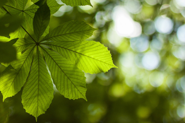 Fresh green chestnut tree leaf blurred background - Foto, Imagen