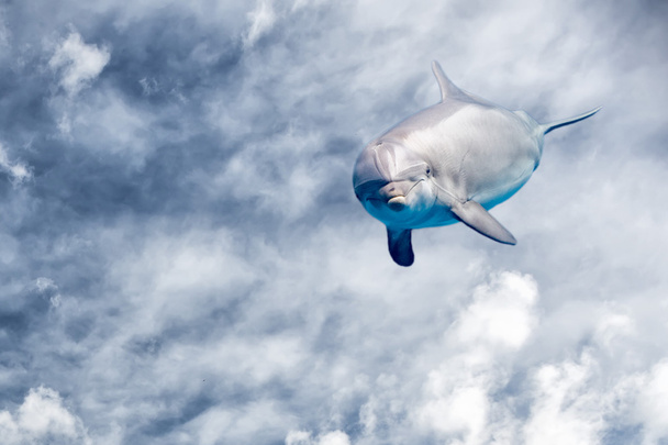 дельфин на фоне облачного неба фантазии
 - Фото, изображение