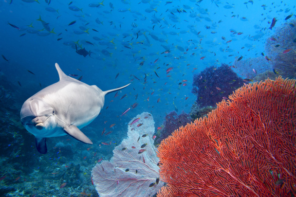 delfin víz alatti zátony a közelről megjelenés - Fotó, kép