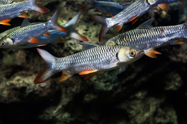 Mad carp, Sultan fish - Photo, Image